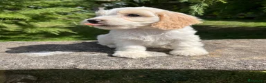 Cockapoo 4