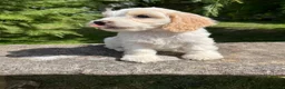Cockapoo dogs for sale: Cockapoo  - Advert 1