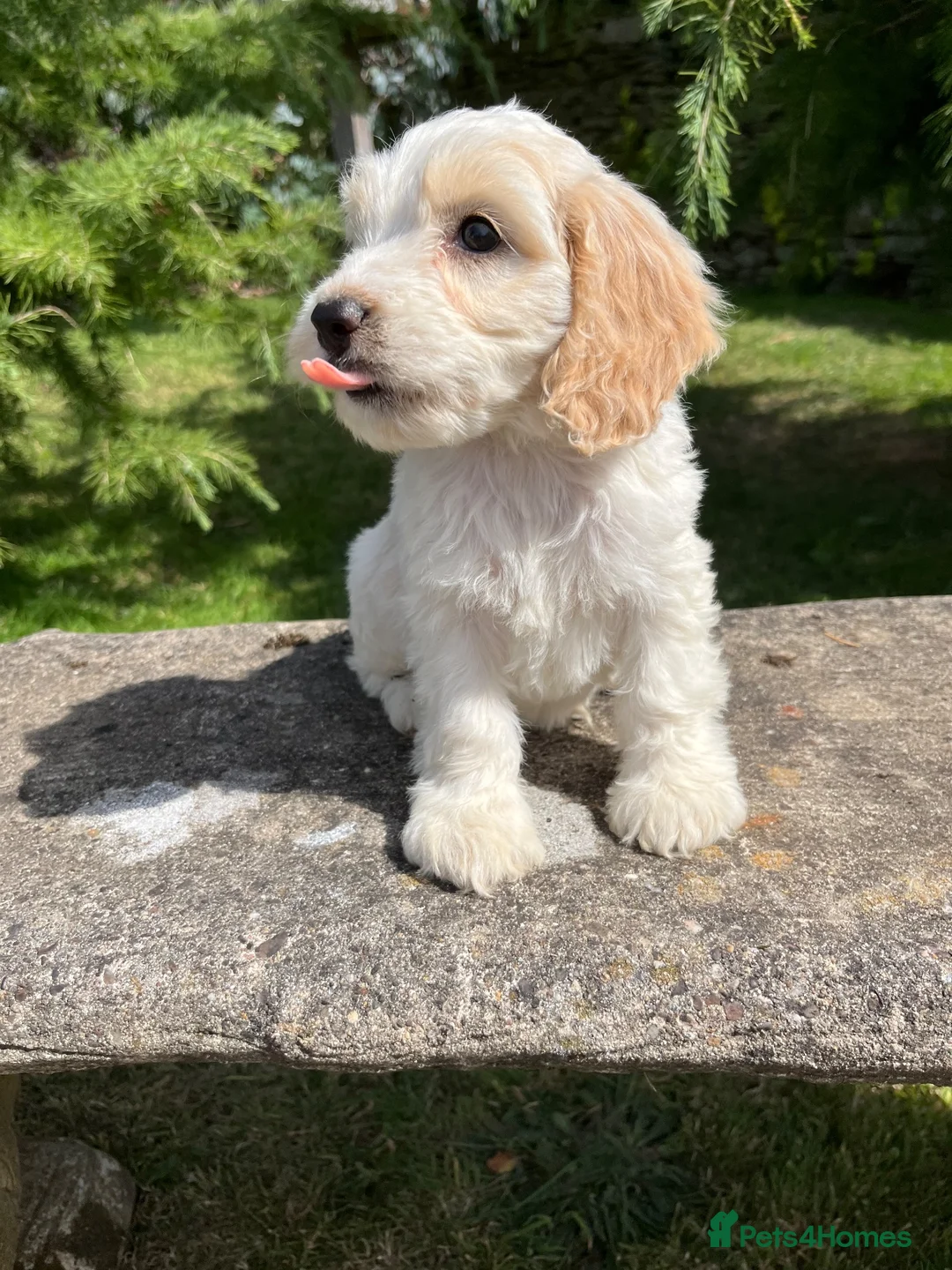 Cockapoo dogs for sale: Cockapoo  - Advert 1