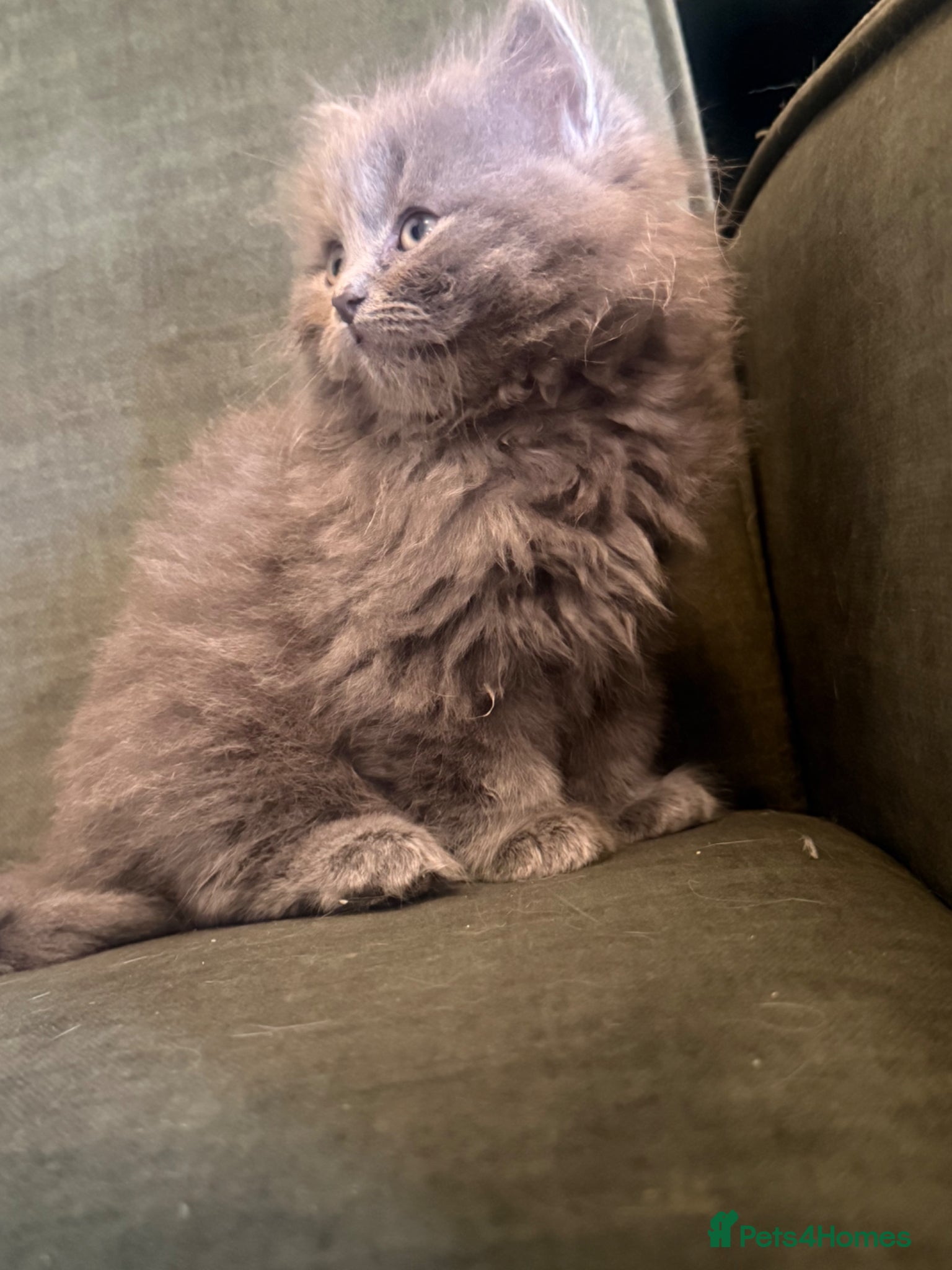 British Longhair cats Stunning British longhair kittens (last boy left ) - Advert 1