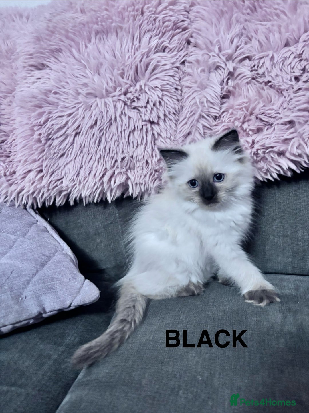 Ragdoll cats for sale: 5 Stunning Ragdoll Kittens  - Image 17