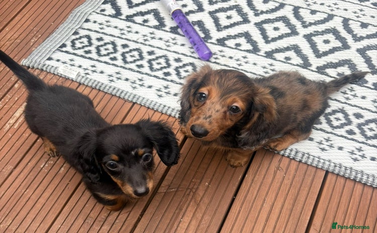 Miniature Dachshund dogs - Advert 8