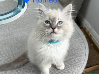 Ragdoll cats GCCF Registered - 2 Blue Tabby boys remaining - Advert 9