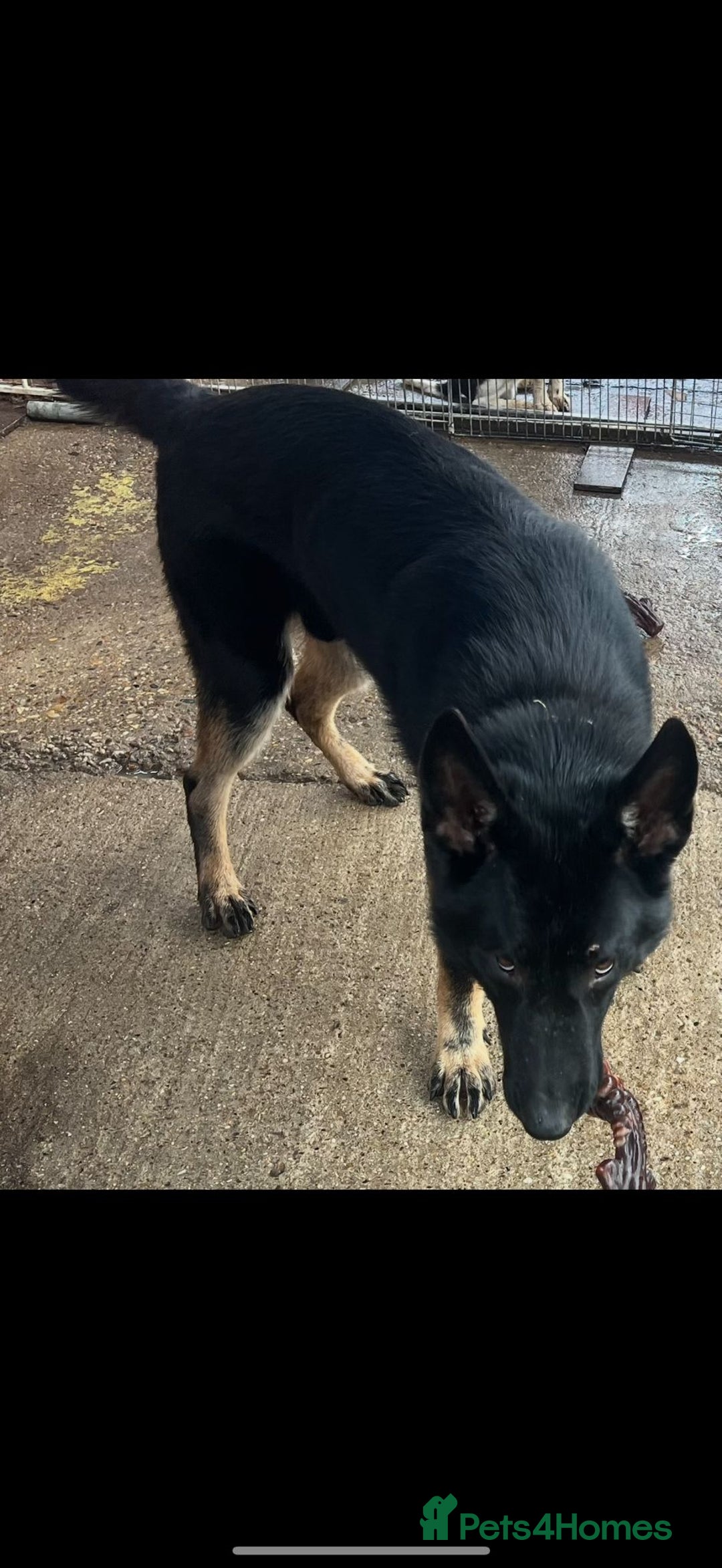 Mixed Breed dogs for sale: German shepherd cross Labrodor - Image 2