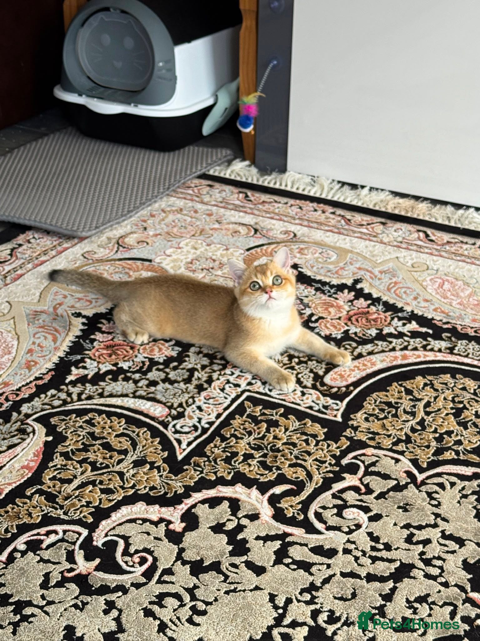 British Shorthair cats Peanut - Advert 1