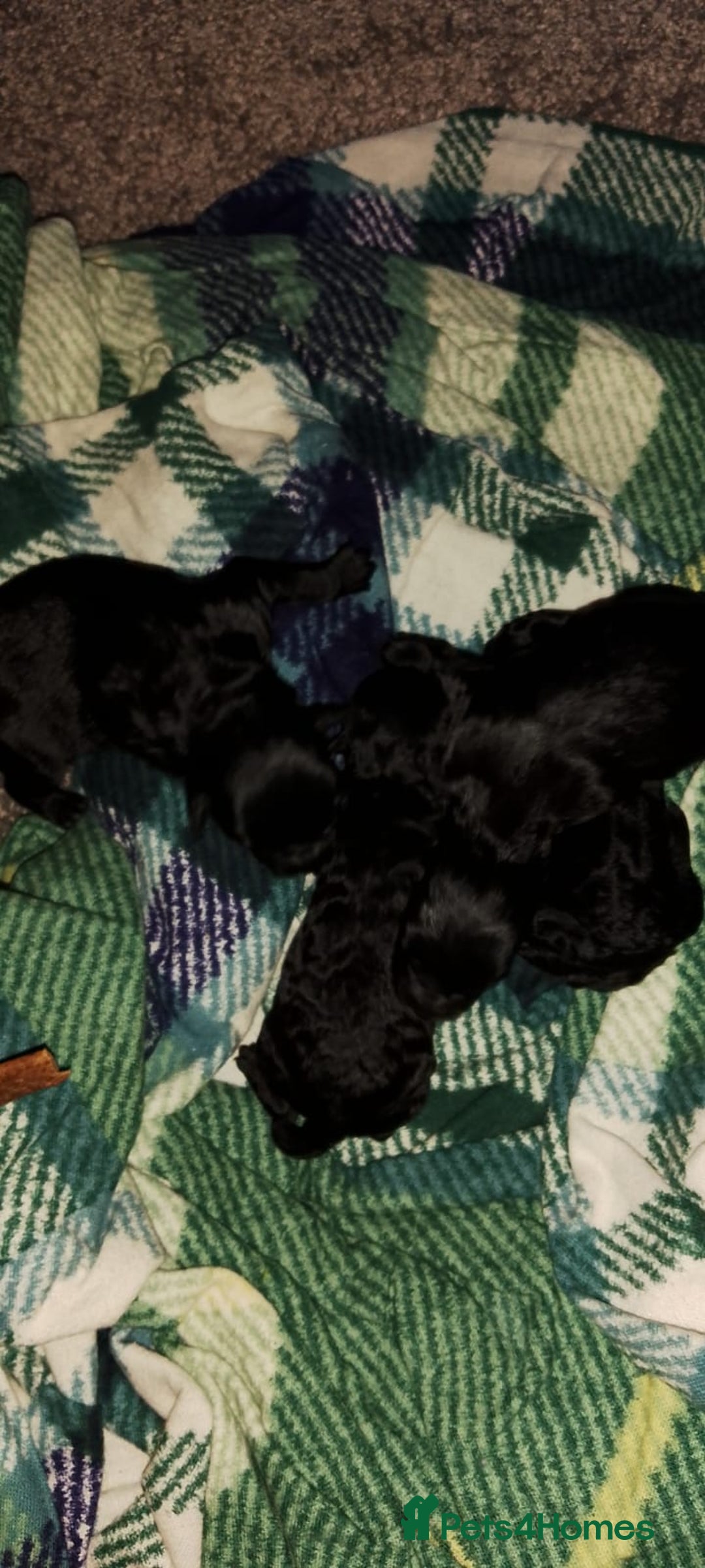 Shihpoo dogs for sale: Shihpoo x kc registered toy poodle  - Image 14