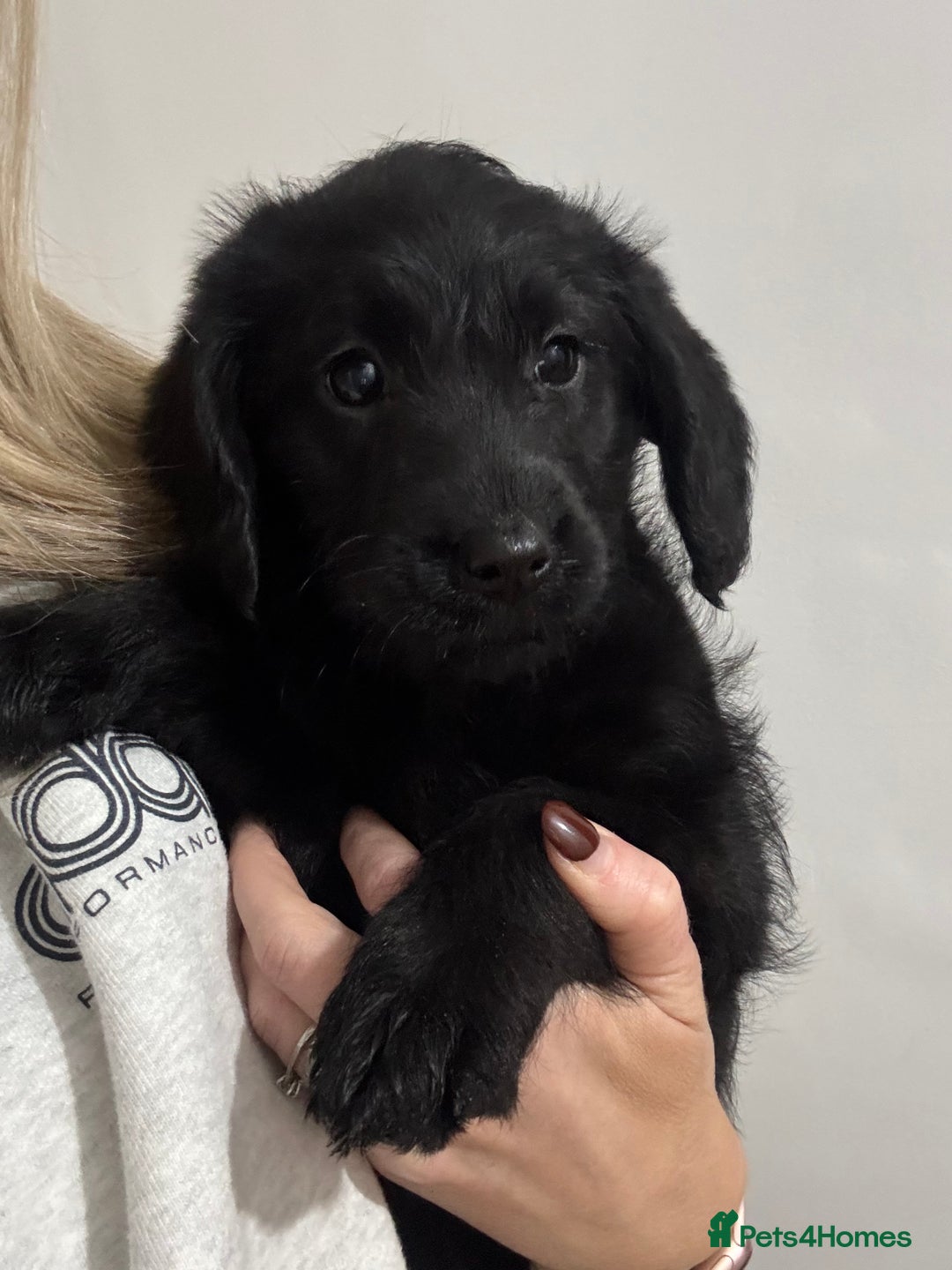 Labradoodle dogs for sale: Gorgeous f1b Labradoodle Puppies KC Parents - Advert 1