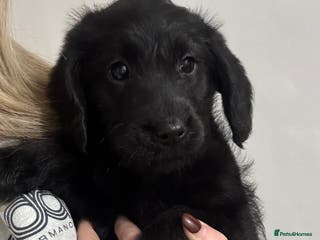 Labradoodle dogs Gorgeous f1b Labradoodle Puppies KC Parents - Advert 7