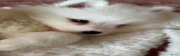 Samoyed dogs for sale: Crufts line + health tested Samoyeds - Advert 22