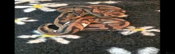 Python Snake reptiles for sale: Different royal pythons mostly proven or rtb  - Advert 4