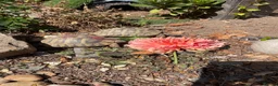 Hermann Tortoise reptiles for sale: Hermann tortoise yearlings  - Advert 7