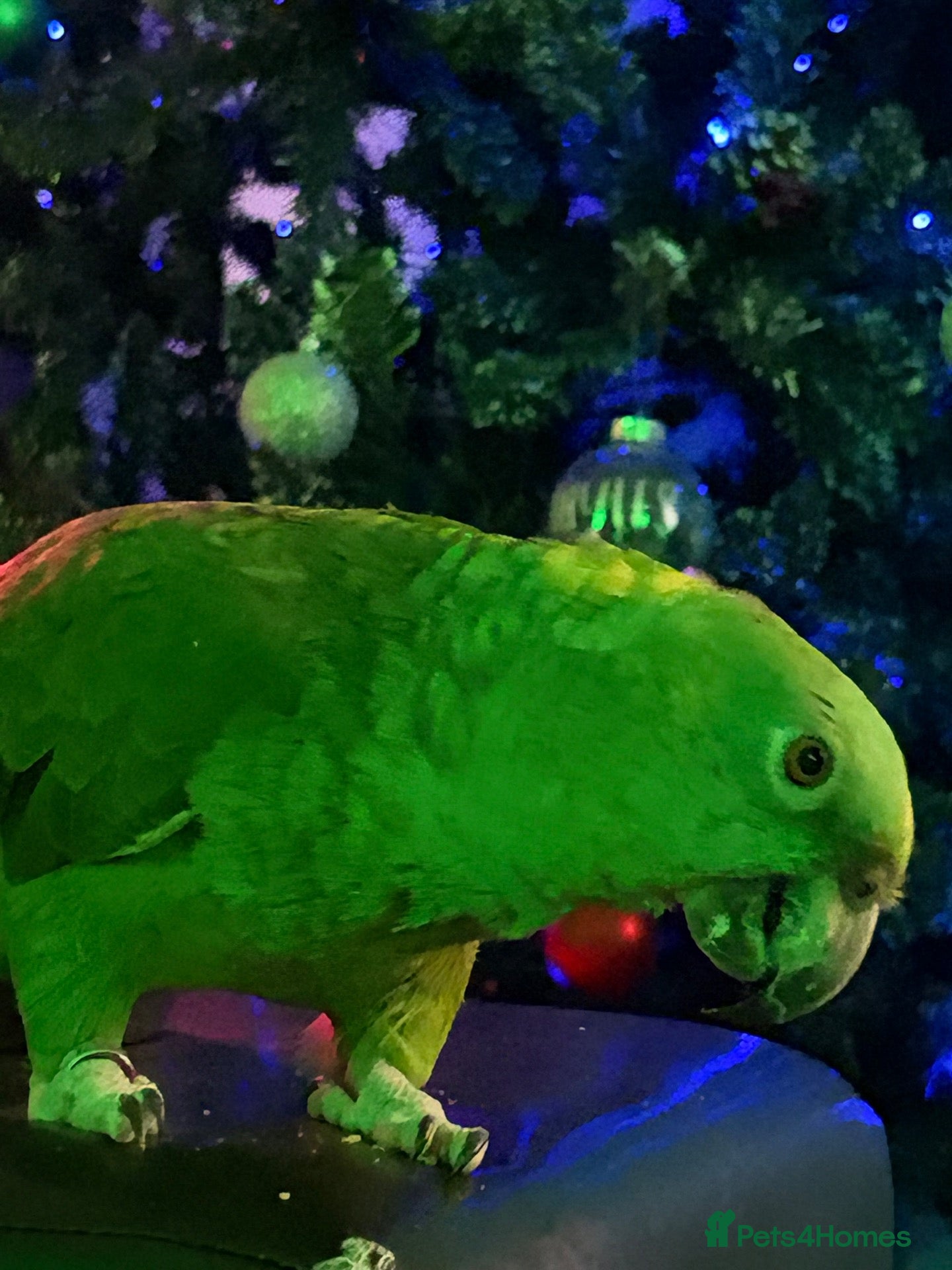 Parrots birds YELLOW CROWNED AMAZONIAN PARROT  - Advert 1