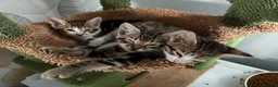 Mixed Breed cats for sale: Stunning bengal cross kittens - Advert 10