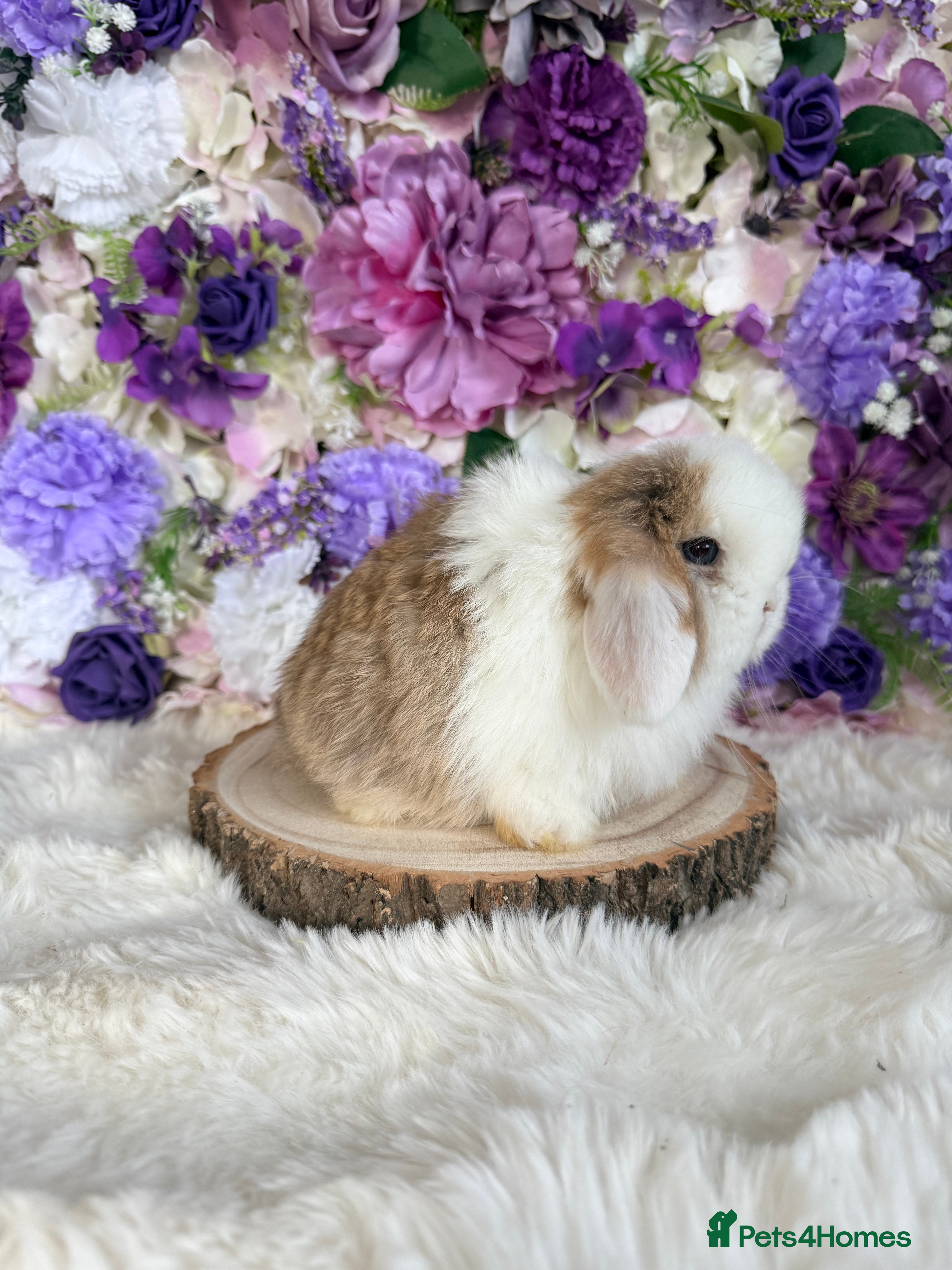 Mini Lop rabbits 💜 Vaccinated Mini Lop Bunnies 💜 xxx - Advert 2