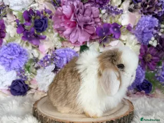 Mini Lop rabbits 💜 Vaccinated Mini Lop Bunnies 💜 xxx - Advert 2