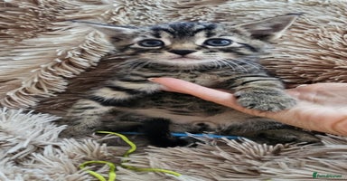 Mixed Breed cats - Advert 6