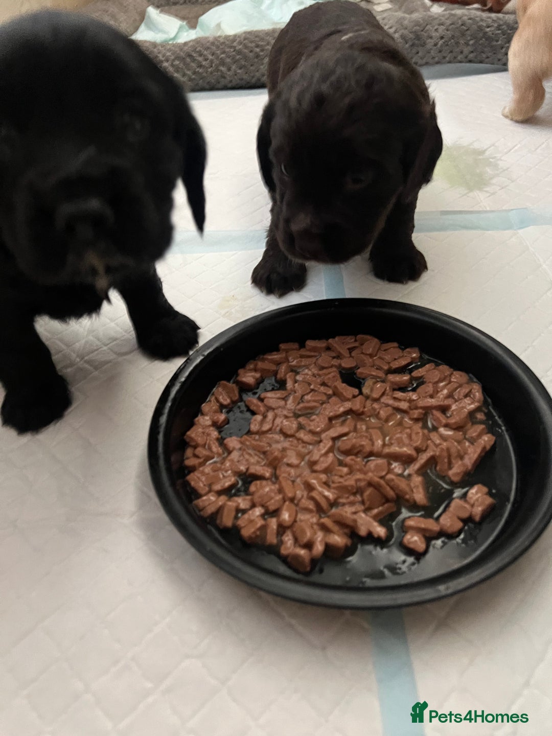 Cocker Spaniel dogs for sale: Beautiful Working Type Cocker Spaniel Pups - Advert 5