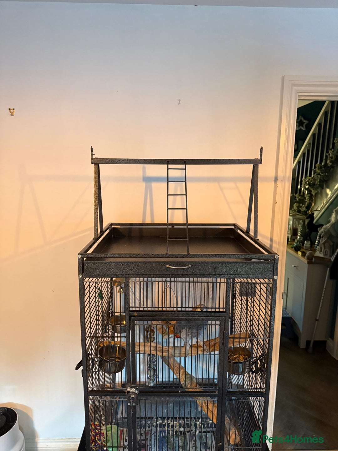 Parrots birds for sale: Male African Grey Parrot 5 year old  - Advert 4