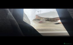 Mixed Breed cats for sale: Beautiful kittens ready for new loving homes  - Image 7
