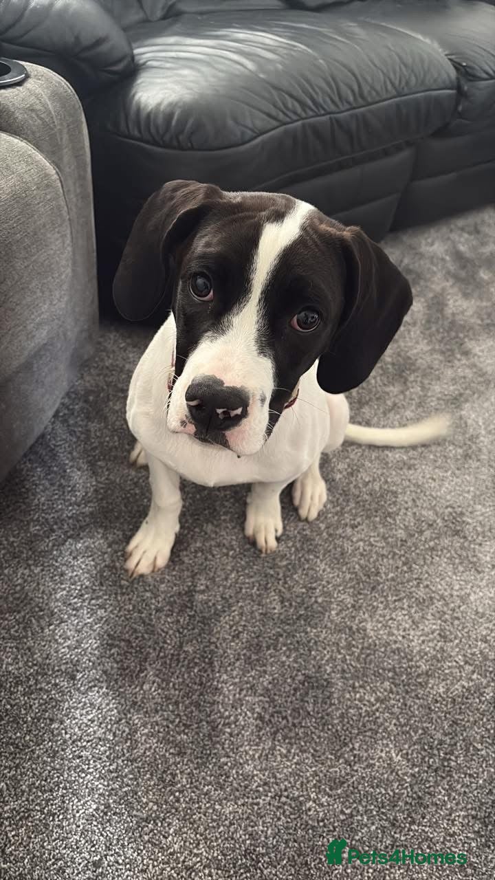 Mixed Breed dogs Springer spaniel x American bulldog  - Advert 15
