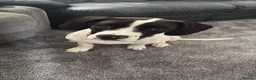 Mixed Breed dogs for sale: Springer spaniel x American bulldog  - Advert 1