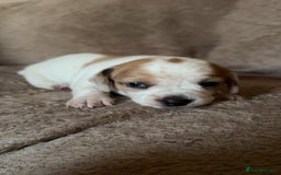 Chiweenie dogs for sale: 2 Male Puppies - Advert 3