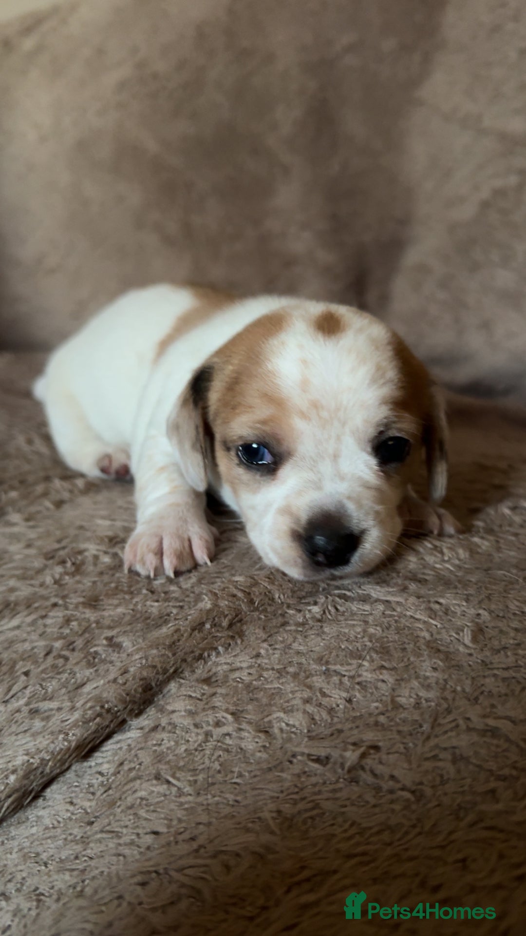 Chiweenie dogs for sale: 2 Male Puppies - Advert 3