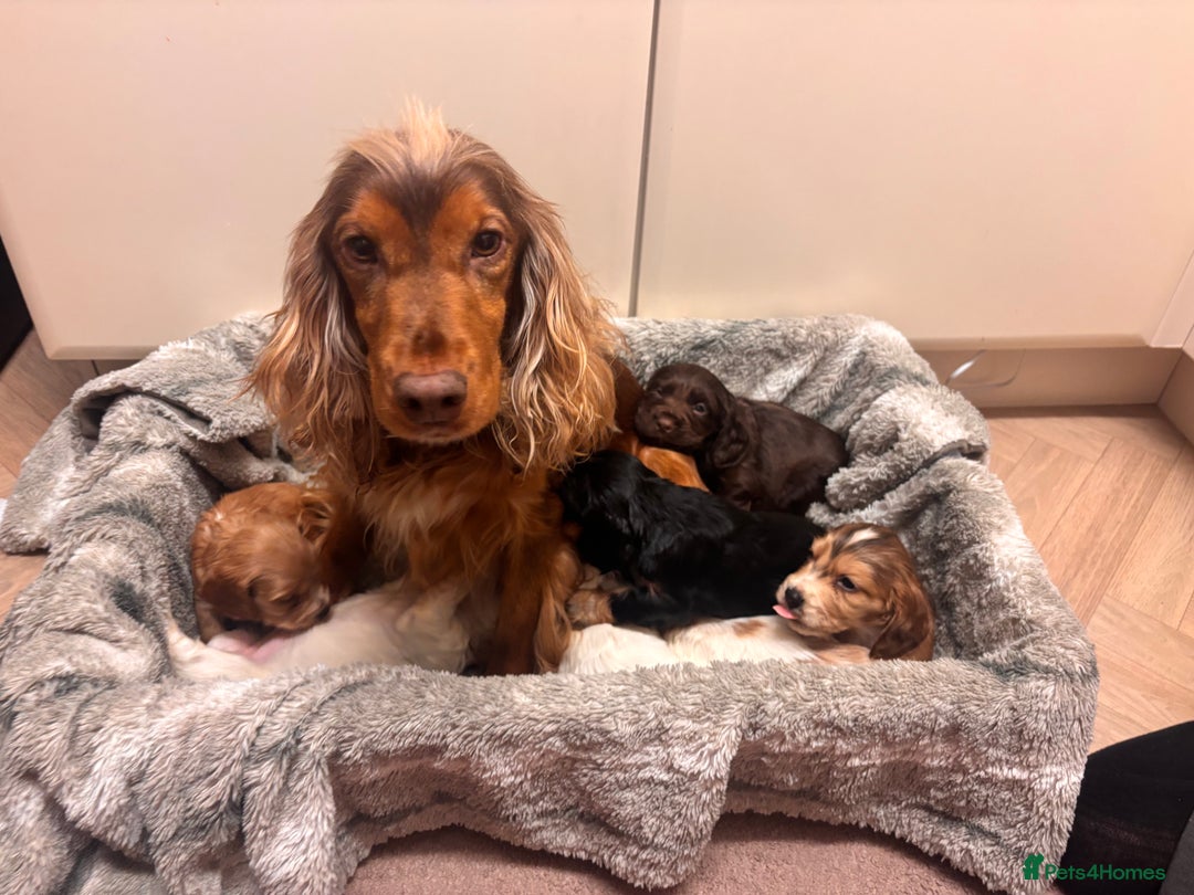 Cocker Spaniel dogs for sale: Cocker Spaniel Puppies - Advert 9