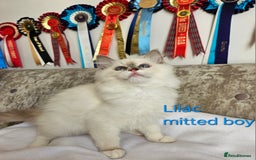 Ragdoll cats for sale: GCCF REGISTERED PEDIGREE RAGDOLL KITTENS - Image 7