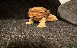 Cocker Spaniel dogs for sale: ✨ Show Cocker Spaniel pups ✨ - Image 15