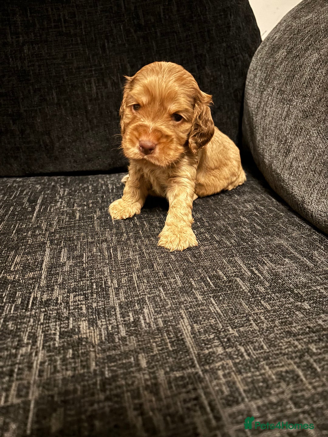 Cocker Spaniel dogs for sale: ✨ Show Cocker Spaniel pups ✨ - Image 15