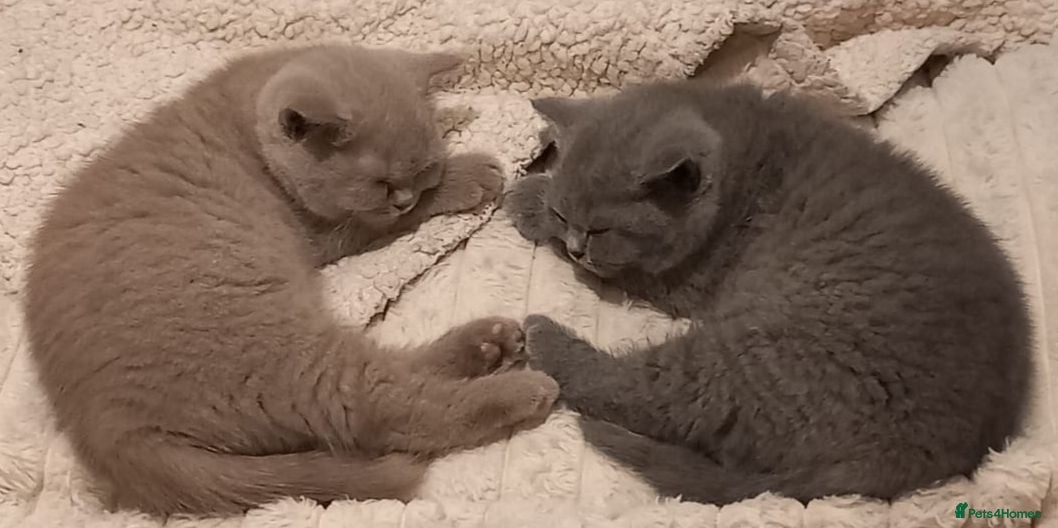 British Shorthair cats Chunky Pedigree British Shorthairs  - Advert 5