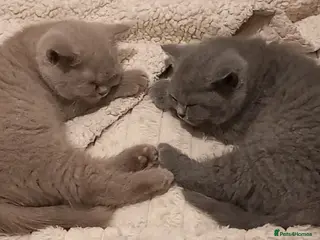 British Shorthair cats Chunky Pedigree British Shorthairs - Advert 6