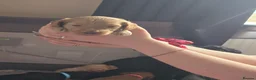 Cockapoo dogs for sale: Stunning homebred cockapoos - Advert 20