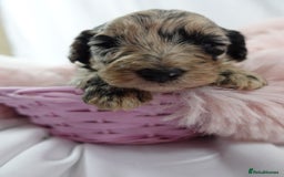 Sheepadoodle dogs for sale: Mini Sheepadoodle the wait is over!  - Image 18