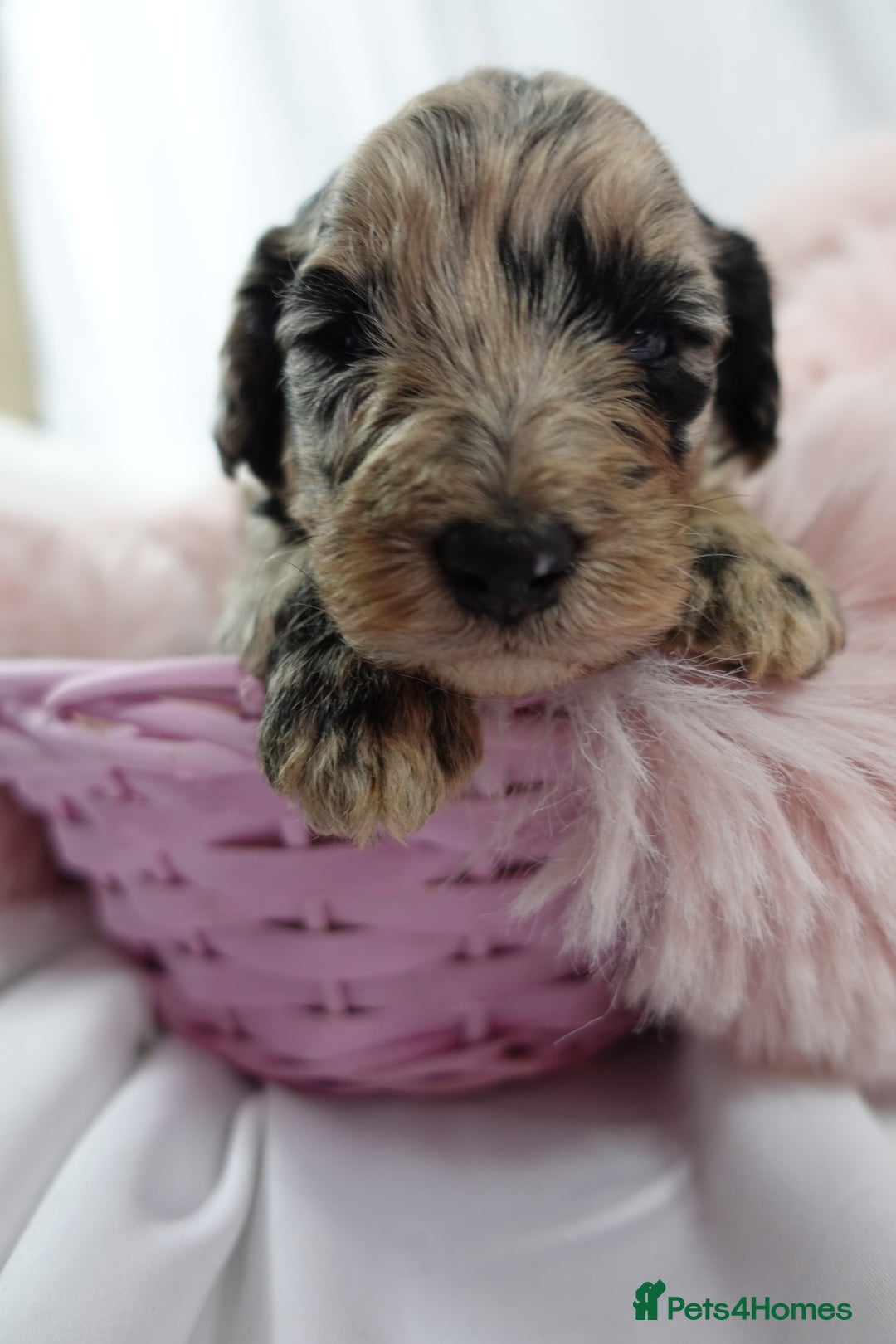 Sheepadoodle dogs for sale: Mini Sheepadoodle the wait is over!  - Image 18