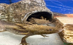 Axolotl reptiles for sale: Adorable Axolotls  - Image 7