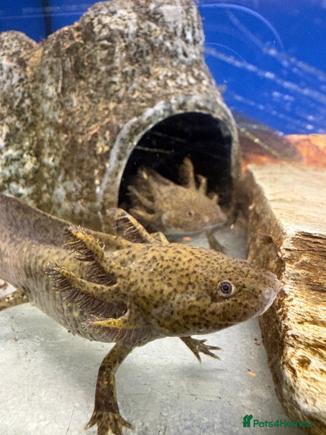 Axolotl reptiles for sale: Adorable Axolotls  - Image 7