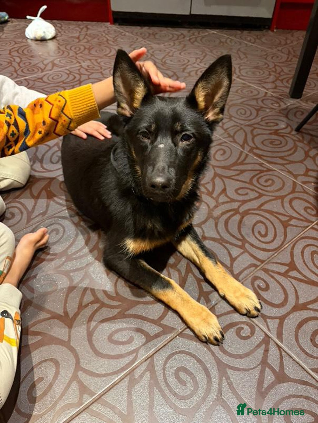 German Shepherd dogs for sale: Beautiful West Working Line German shepherd  - Advert 5