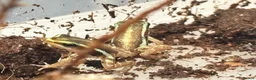 Frog reptiles for sale: Santa Isabel Dart Froglets - Advert 3