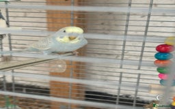 Budgerigars birds for sale: Budgies need gone  - Image 11