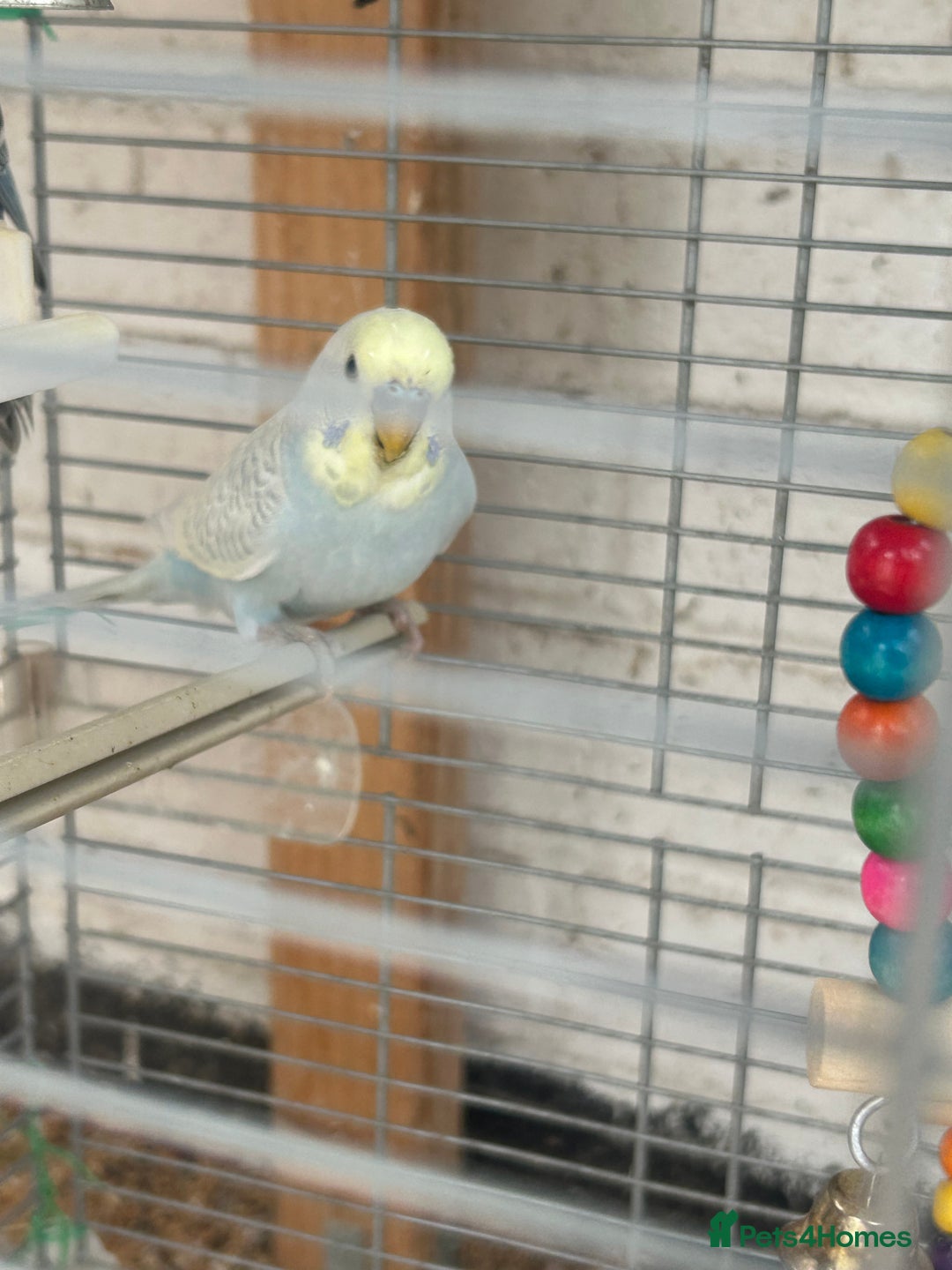 Budgerigars birds for sale: Budgies need gone  - Image 11