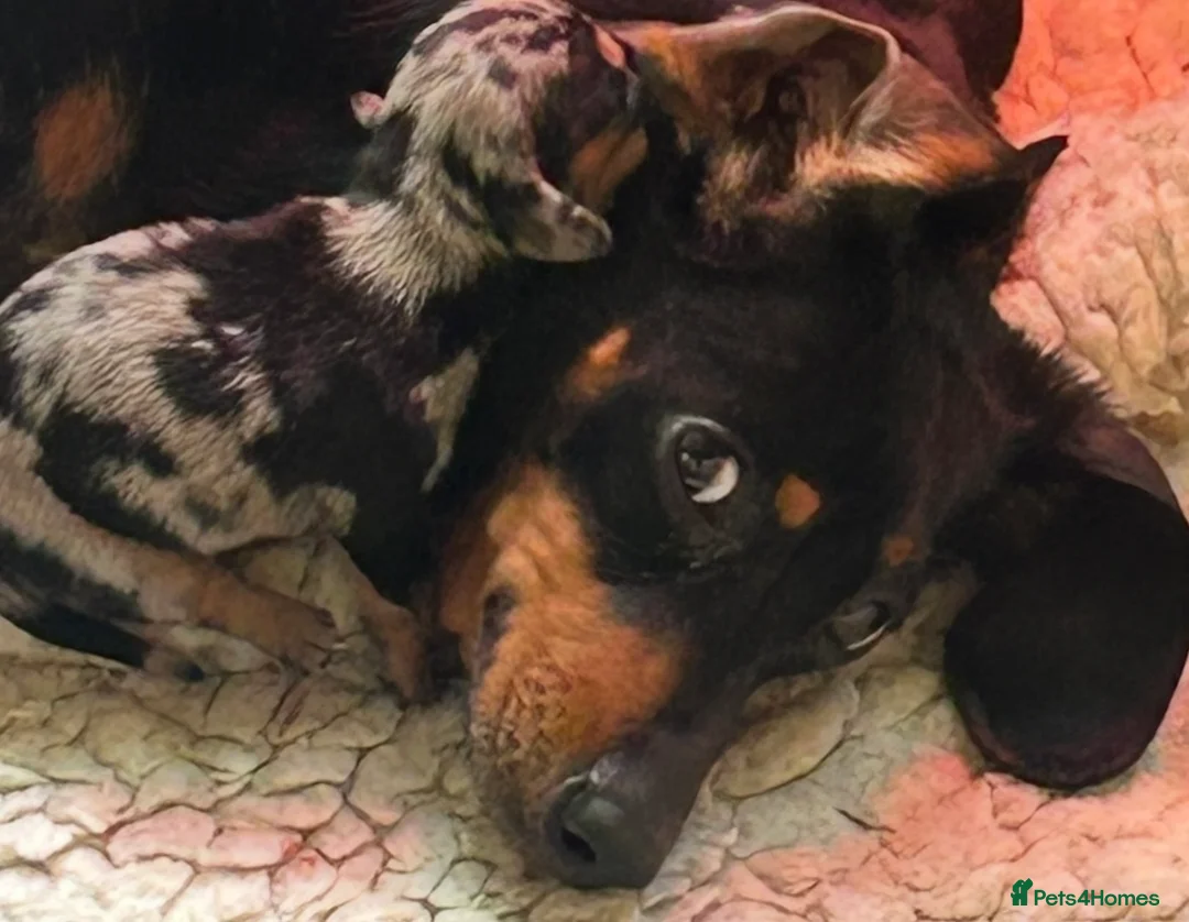 Miniature Dachshund dogs for sale: OUTSTANDING INSTAGRAM MINI DACHSHUNDS  - Advert 22