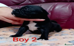 Staffordshire Bull Terrier dogs for sale: KC registered Champions Bloodline Show Quality  - Image 4