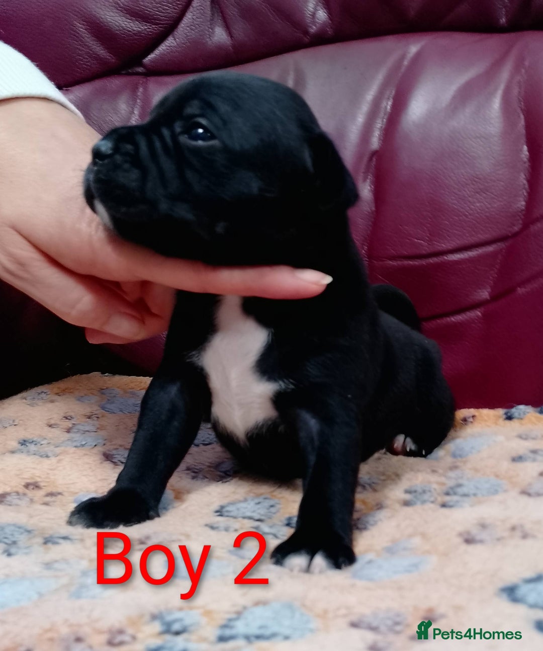 Staffordshire Bull Terrier dogs for sale: KC registered Champions Bloodline Show Quality  - Image 4