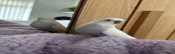 Budgerigars birds for sale: Two lovely budgies  - Advert 8