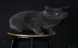 British Shorthair cats for stud: 🐾 Leo – Stunning GCCF BSH Stud Available Now 🐾 in Birmingham - Image 9