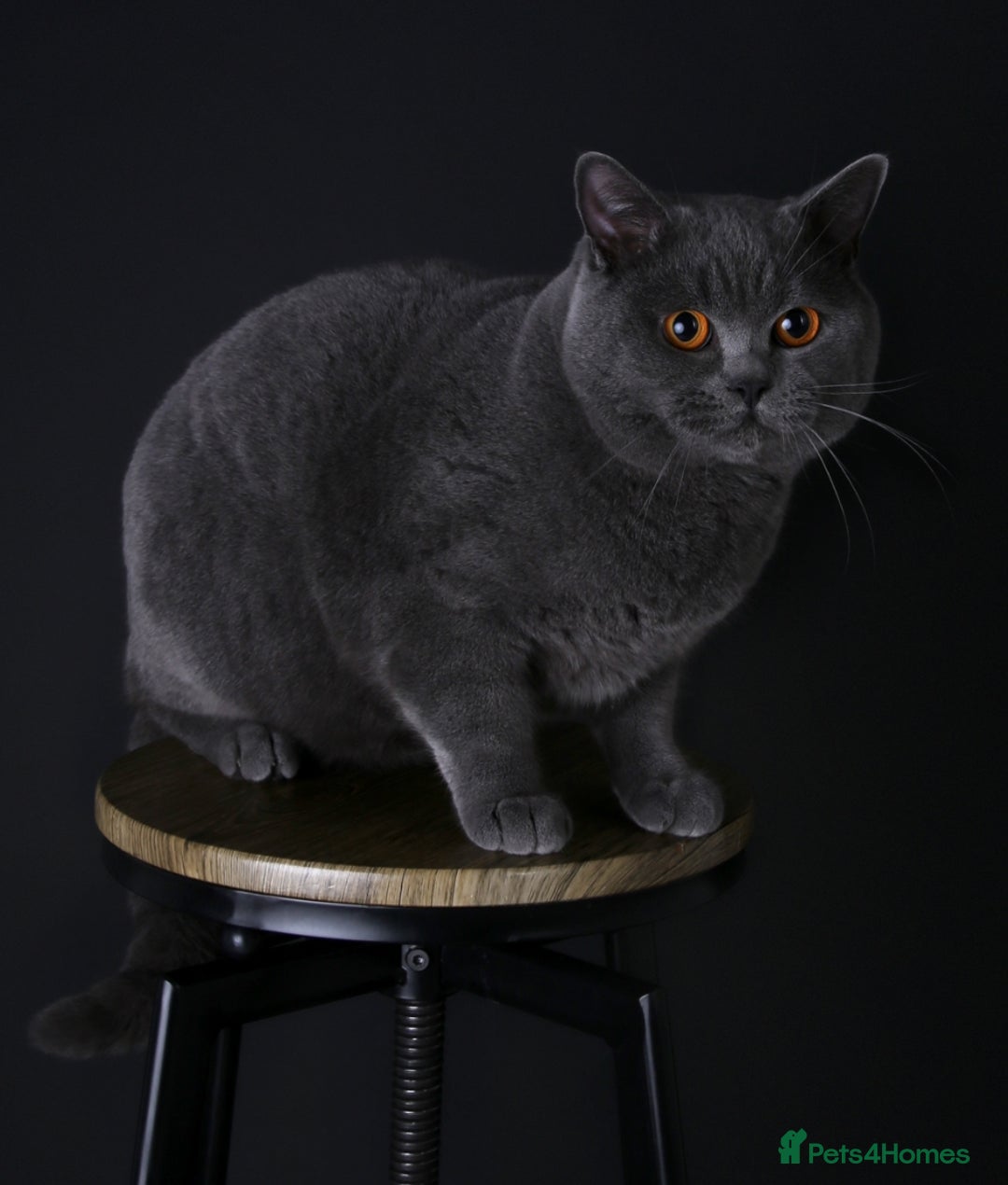 British Shorthair cats for stud: 🐾 Leo – Stunning GCCF BSH Stud Available Now 🐾 in Birmingham - Image 9