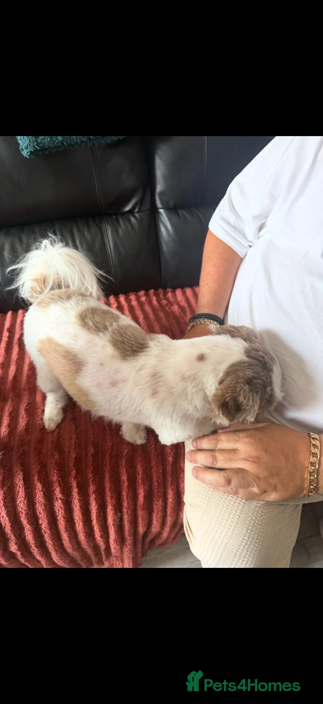 Shih Tzu dogs for sale: Tan and white Shih Tzu  - Advert 7