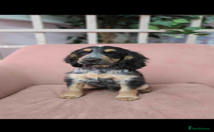 Cocker Spaniel dogs - Advert 1